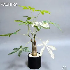 2026年最新】パキラ ムーンライトの人気アイテム - メルカリ