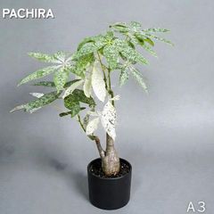 パキラ｜ミルキーウェイ × ムーンライト｜四箇所接木｜無機質用土