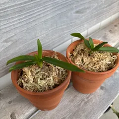 ※ tomotomo様専用※ 【希少種】コウトウヒスイランx2 ＆イリオモテランx2 (3号サイズ)　沖縄県産4鉢セット