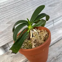 2026年最新】名護蘭 ナゴランの人気アイテム - メルカリ