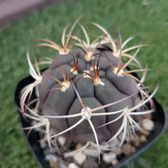 2025年最新】王冠竜の人気アイテム - メルカリ