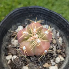 2025年最新】王冠竜 サボテンの人気アイテム - メルカリ