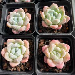 新規オープン記念 キュートバブル群生×36株 多肉植物 抜き苗