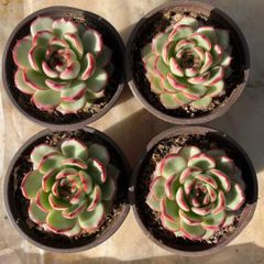 新規オープン記念 キュートバブル群生×36株 多肉植物 抜き苗