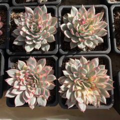 新規オープン記念 ラノリンボール×30株 多肉植物 エケベリア セダム