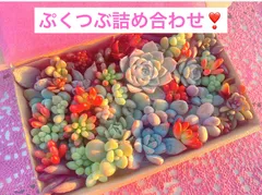 フォロー割あり❣️ぷくぷくつぶつぶ　カット苗詰め合わせ　美人　多肉弁当　多肉植物セット　寄せ植え　エケベリア　セダム　パキフィツム　チーズ　団子