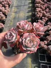 オープン記念セール アイスラブリーローズ 35株 抜き苗 美苗