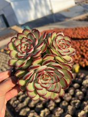 オープン記念セール アイスラブリーローズ 35株 抜き苗 美苗