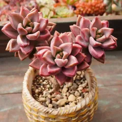 2025年最新】多肉 ブロンズ姫の人気アイテム - メルカリ