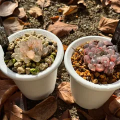 ハオルチア クーペリー錦⭐️ピンクゴールド⭐️ 透明度超高　極上美苗　美品　発根済 ハオルチア クーペリー錦⭐️ピンクゴールド⭐️ 透明度超高 極上美苗