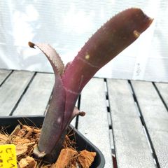 ドーセットホーン アデニウム 獅子葉 塊根植物 コーデックス