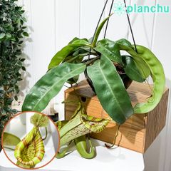 ネフロレピス ハッピーゴールデン 吊り鉢 Amazon｜PLANCHU 観葉植物 ネフロレピス ハッピーゴールデン 8号吊り鉢