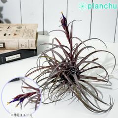 PLANCHU 観葉植物 ネフロレピス ハッピーゴールデン 8号吊り鉢 育て方