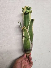 2025年最新】ホヘンベルギア カーラの人気アイテム - メルカリ