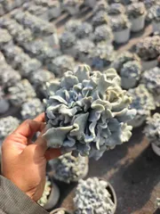 2025年最新】クリスペートビューティの人気アイテム - メルカリ