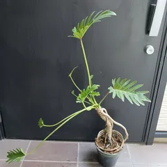 2026年最新】ザナドゥ フィロデンドロンの人気アイテム - メルカリ