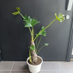 7 クッカバラ 5号 幹上がり 幹立ち 観葉植物 フィロデンドロン