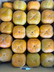 Yoshi様専用　三重県産　かた〜い柿　次郎柿約5kg入（綺麗目）