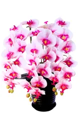 胡蝶蘭11輪3本立ホワイトピンク陶器鉢 受け皿付き 光触媒品