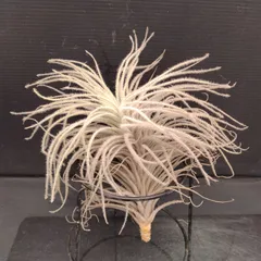 2025年最新】チランジアの人気アイテム - メルカリ