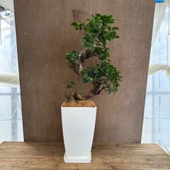 ガジュマル Ficus microcarpa 現品 昇り龍 仕立て フィカス ミクロカルパ 多幸の木 幸せを呼ぶ木 まがり 観葉植物 観葉 植物 珍奇植物 珍奇 珍しい レア 希少 塊根植物 塊根 コーデックス インテリア プレゼント  開店祝い 新築祝い