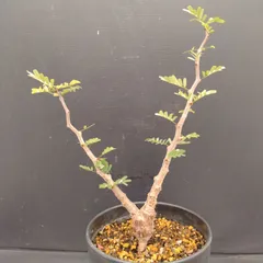 2025年最新】センナメリディオナリス 実生の人気アイテム - メルカリ