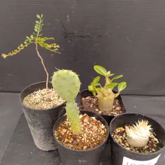 2025年最新】パキプス ベアルートの人気アイテム - メルカリ