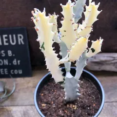 2025年最新】ユーフォルビアホワイトゴーストの人気アイテム - メルカリ