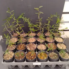 2025年最新】パキプス ベアルートの人気アイテム - メルカリ