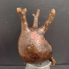 2025年最新】グラキリス 現地球の人気アイテム - メルカリ