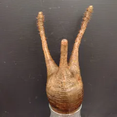 2025年最新】グラキリス ベアルートの人気アイテム - メルカリ 2025年最新】グラキリス ベアルートの人気アイテム - メルカリ