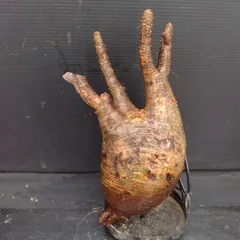 サマーセール グラキリス ベアルート 特大サイズ_4 グラキリス ベアルート株