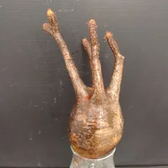 2025年最新】グラキリス 現地球の人気アイテム - メルカリ