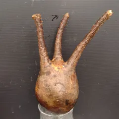 サマーセール グラキリス ベアルート 特大サイズ_2 サマーセール グラキリス ベアルート 特大サイズ_2