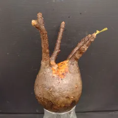 2025年最新】グラキリス ベアルートの人気アイテム - メルカリ