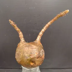 2025年最新】グラキリス 現地球の人気アイテム - メルカリ