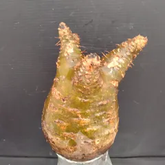 2025年最新】グラキリス ベアルートの人気アイテム - メルカリ