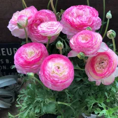 ポットごと　２個セット♡ピンクバイカラー♡ラナンキュラス♡寄せ植え♡ガーデニング♡インテリア