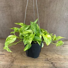 ポトス ハッピーデー ハンギング 現品 観葉植物 観葉 植物 珍奇植物 珍奇 珍しい レア 希少 つる性植物 つる性 ハンギング 吊るす 吊り下げ インテリア プレゼント 斑 黄斑