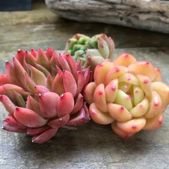 エケベリア３種♡カット苗♡多肉植物♡ガーデニング