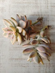 多肉植物　桜牡丹錦　２苗セット