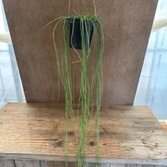 リプサリス プニセオディスクス 大 Rhipsalis puniceodiscus 現品 五月雨 サボテン科リプサリス属 森林サボテン ジャングルサボテン 観葉植物 観葉 植物 珍奇植物 珍奇 珍しい 多肉植物 多肉 カクタス サボテン プニセオディスカス