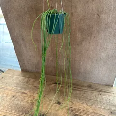 【サンプル】リプサリス プニセオディスクス Rhipsalis puniceodiscus 五月雨 サボテン科リプサリス属 森林サボテン ジャングルサボテン 観葉植物 観葉 植物 珍奇植物 珍奇 珍しい 多肉植物 多肉 カクタス サボテン プニセオディスカス