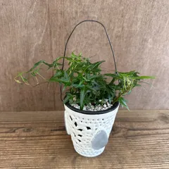 ヘデラ アイリッシュレース Hedera helix 'Irish lace' 現品 アイビー ヘリックス 観葉植物 観葉 植物 つる性植物 つる性 ハンギング インテリア プレゼント おしゃれ かわいい グリーン 誕生日