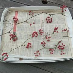 Item thumbnail for item 411e0a0d-ab38-4adb-9e2a-164acf4ff11b