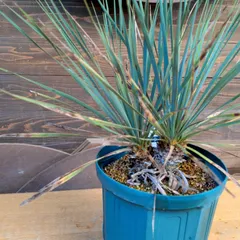 2025年最新】ユッカロストラータ ダブルヘッドの人気アイテム - メルカリ