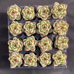 新入荷 ギョクシキン アエオニウム ZM1505×15鉢 抜き苗 多肉植物