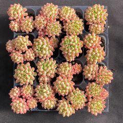 ピンクウィッチ ZZ10×15苗 抜き苗 多肉植物 アエオニウム エケベリア