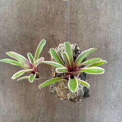 ネオレゲリア　ファイヤーボール② コルク付 現品  Neoregelia 