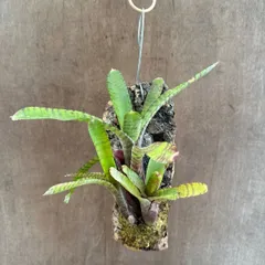 2026年最新】珍しいタンクブロメリアの人気アイテム - メルカリ